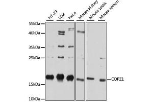Western blot analysis of extracts of various cell lines, using COPZ1 antibody. (COPZ1 anticorps)