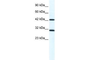 DDX39 antibody used at 1. (DDX39 anticorps)