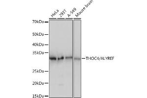 Western blot anTHOC4/THOC4/ALYREFREFsis of extracts of various cell lines, using THOC4/THOC4/ALYREFREF Rabbit mAb (ABIN1679512, ABIN3018793, ABIN3018794 and ABIN7101662) at 1:1000 dilution.