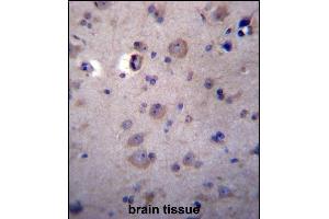 HPSE2 Antibody (C-term) (ABIN656918 and ABIN2846113) immunohistochemistry analysis in formalin fixed and paraffin embedded human brain tissue followed by peroxidase conjugation of the secondary antibody and DAB staining. (Heparanase 2 anticorps  (C-Term))