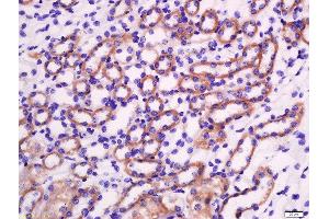 Formalin-fixed and paraffin embedded mouse kidney labeled with Rabbit Anti-Granzyme A Polyclonal Antibody, Unconjugated  at 1:200 followed by conjugation to the secondary antibody and DAB staining