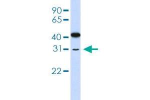 Western blot analysis of 721_B cell lysate with OVOL2 polyclonal antibody . (OVOL2 anticorps  (AA 2-51))
