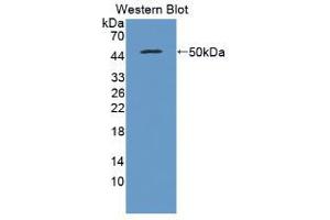 Western blot analysis of recombinant Pig IFNb. (IFNB1 anticorps  (AA 22-186))