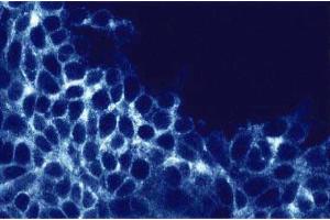Immunofluorescent staining of HCT-8 cells
