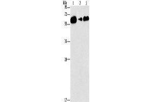 Western Blotting (WB) image for anti-CD27 Molecule (CD27) antibody (ABIN2429729) (CD27 anticorps)