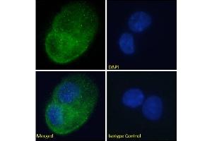 Immunofluorescence staining of fixed HepG2 cells with anti-DARC antibody 2C3. (Recombinant DARC anticorps)
