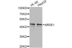 Western blot analysis of extracts of various cell lines, using NR2E1 antibody (ABIN6290680) at 1:1000 dilution. (NR2E1 anticorps)