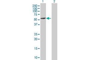 Western Blot analysis of WARS expression in transfected 293T cell line by WARS MaxPab polyclonal antibody.
