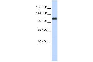 NID2 antibody used at 1 ug/ml to detect target protein. (NID2 anticorps)