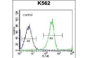 anti-Ribosomal Protein S4, Y-Linked 1 (RPS4Y1) (AA 76-105) antibody