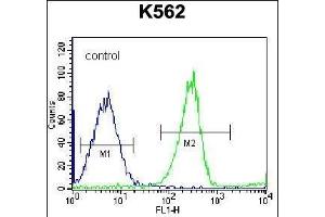 RPS4Y1 Antibody (Center) (ABIN656730 and ABIN2845954) flow cytometric analysis of K562 cells (right histogram) compared to a negative control cell (left histogram). (RPS4Y1 anticorps  (AA 76-105))