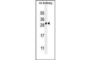Western blot analysis of LYPD4 Antibody (Center) in mouse kidney tissue lysates (35ug/lane). (LYPD4 anticorps  (Middle Region))