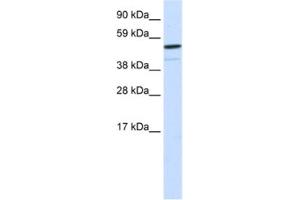 Western Blotting (WB) image for anti-Forkhead Box I1 (FOXI1) antibody (ABIN2460419) (FOXI1 anticorps)