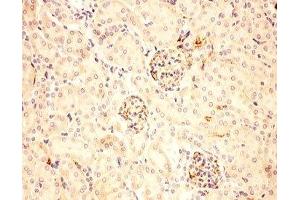 IHC-P: ACTH antibody testing of mouse kidney tissue (ACTH anticorps  (Middle Region))