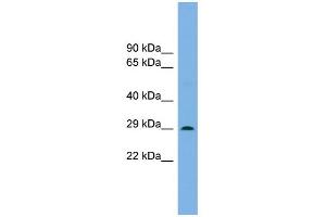 WB Suggested Anti-Noto Antibody Titration: 0. (NOTO anticorps  (N-Term))