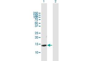 Western Blot analysis of SLPI expression in transfected 293T cell line by SLPI MaxPab polyclonal antibody. (SLPI anticorps  (AA 1-132))