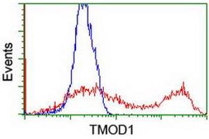 Flow Cytometry (FACS) image for anti-Tropomodulin 1 (TMOD1) antibody (ABIN1501527) (Tropomodulin 1 anticorps)