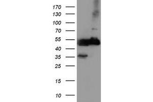 Western Blotting (WB) image for anti-Tubulin, alpha-Like 3 (TUBAL3) (AA 150-446) antibody (ABIN1490960) (TUBAL3 anticorps  (AA 150-446))