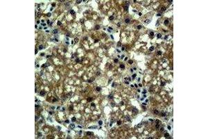 Immunohistochemical analysis of EPG5 staining in mouse liver formalin fixed paraffin embedded tissue section. (EPG5 anticorps)