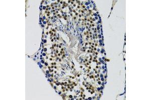 Immunohistochemistry of paraffin-embedded mouse testis using DDX41 antibody. (DDX41 anticorps  (AA 1-300))