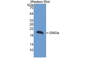 Western blot analysis of the recombinant protein. (CREG1 anticorps  (AA 75-220))