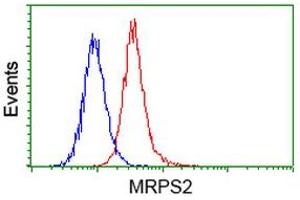 Image no. 3 for anti-Mitochondrial Ribosomal Protein S2 (MRPS2) antibody (ABIN1499562) (MRPS2 anticorps)