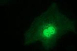 Immunofluorescence (IF) image for anti-Regulatory Factor X-Associated Ankyrin Containing Protein (RFXANK) antibody (ABIN1500683) (RFXANK anticorps)