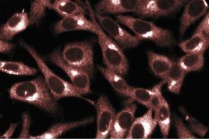 Immunofluorescent staining of HeLa cells. (PRKACA anticorps  (AA 18-347))