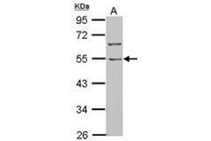 Image no. 2 for anti-BTB (POZ) Domain Containing 10 (BTBD10) (AA 188-436) antibody (ABIN1501880) (BTBD10 anticorps  (AA 188-436))