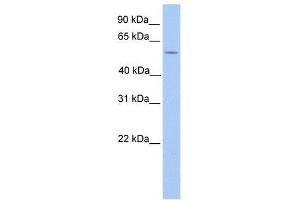 Western Blot showing LIMD1 antibody used at a concentration of 1. (LIMD1 anticorps  (N-Term))