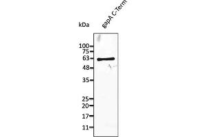Western Blotting (WB) image for anti-GapA antibody (ABIN7273030) (GapA anticorps)