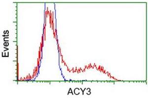 Image no. 1 for anti-Aminoacylase 3 (ACY3) antibody (ABIN1496461) (Aminoacylase 3 anticorps)