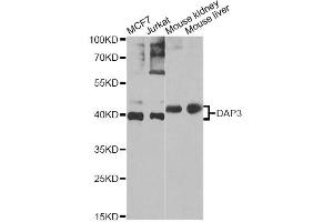 Western blot analysis of extracts of various cell lines, using DAP3 Antibody (ABIN5975461) at 1/1000 dilution. (DAP3 anticorps)