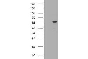 Image no. 1 for anti-Tripartite Motif Containing 39 (TRIM39) (AA 144-378) antibody (ABIN1490940) (TRIM39 anticorps  (AA 144-378))