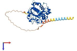 AlphaFold protein structure predicition of Mouse Recombinant St6gal1 Protein, UniprotID Q64685