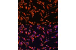 Immunofluorescence analysis of L929 cells using J antibody (ABIN7268035) at dilution of 1:100.