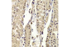 Immunohistochemistry of paraffin-embedded human stomach using BLZF1 antibody.