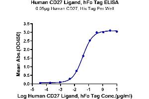 Immobilized Human CD27, His Tag at 0.
