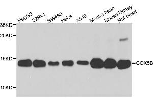 Western blot analysis of extracts of various cell lines, using COX5B antibody (ABIN5974711) at 1/1000 dilution.