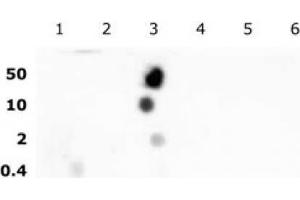 Histone H2B acetyl Lys16 pAb tested by dot blot analysis. (Histone H2B anticorps  (acLys16))
