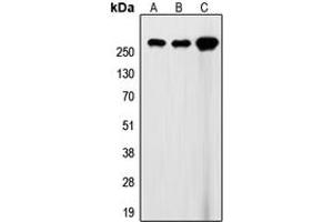 Western blot analysis of Filamin A expression in HEK293T (A), SP2/0 (B), rat heart (C) whole cell lysates. (Filamin A anticorps  (C-Term))