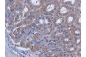 IHC-P analysis of Mouse Stomach Tissue, with DAB staining. (SCEL anticorps  (AA 410-652))
