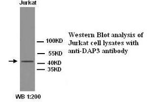 Image no. 1 for anti-Death-Associated Protein 3 (DAP3) antibody (ABIN1576014) (DAP3 anticorps)