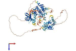 AlphaFold protein structure predicition of Human Recombinant IRAK2 Protein, UniprotID O43187