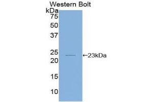 Western Blotting (WB) image for anti-Interleukin 1, beta (IL1B) (AA 63-247) antibody (ABIN1173150) (IL-1 beta anticorps  (AA 63-247))