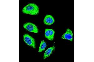 Confocal immunofluorescent analysis of PCDHGA8 Antibody (C-term) (ABIN655955 and ABIN2845341) with U-251MG cell followed by Alexa Fluor 488-conjugated goat anti-rabbit lgG (green). (PCDHGA8 anticorps  (C-Term))