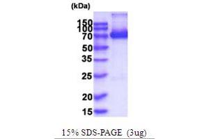 SDS-PAGE (SDS) image for X-Prolyl Aminopeptidase (Aminopeptidase P) 1, Soluble (XPNPEP1) (AA 1-623) protein (His tag) (ABIN5854261) (XPNPEP1 Protein (AA 1-623) (His tag))