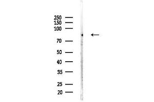 Western blot analysis of lysates from Mouse brain, using Phospho-GR (Ser476) Antibody at 1/1000 dilution.