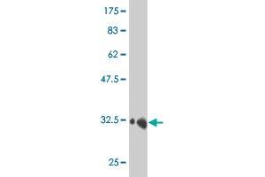 Western Blot detection against Immunogen (36. (HEY1 anticorps  (AA 121-220))