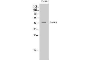 Western Blotting (WB) image for anti-Forkhead Box D4-Like 1 (FOXD4L1) (C-Term) antibody (ABIN3180626) (FOXD4L1 anticorps  (C-Term))